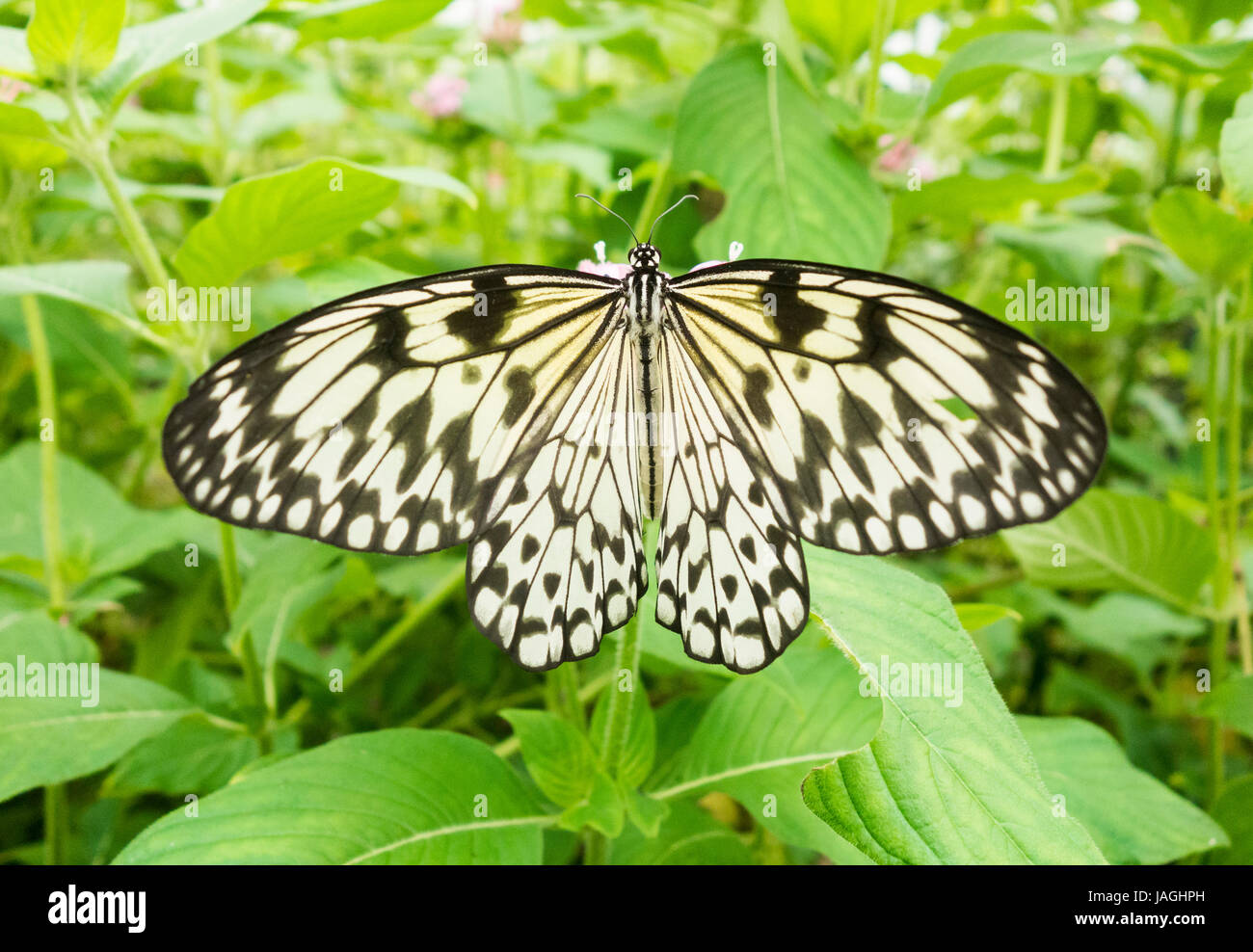 Tree Nymph Butterfly ( Idea leuconoe ) . Also called Rice Paper, Paper Kite. Stock Photo