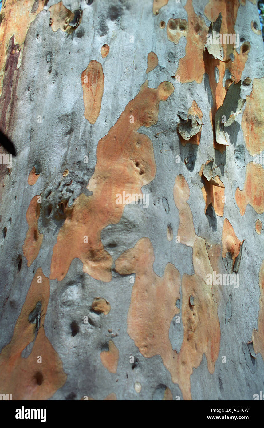close-up of multi-coloured trunk of a eucalyptus tree, Popran National Park, New South Wales, Australia Stock Photo
