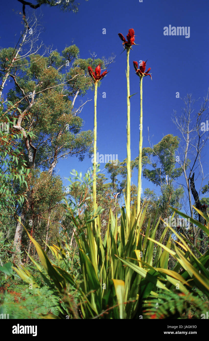 Gymea lily hires stock photography and images Alamy