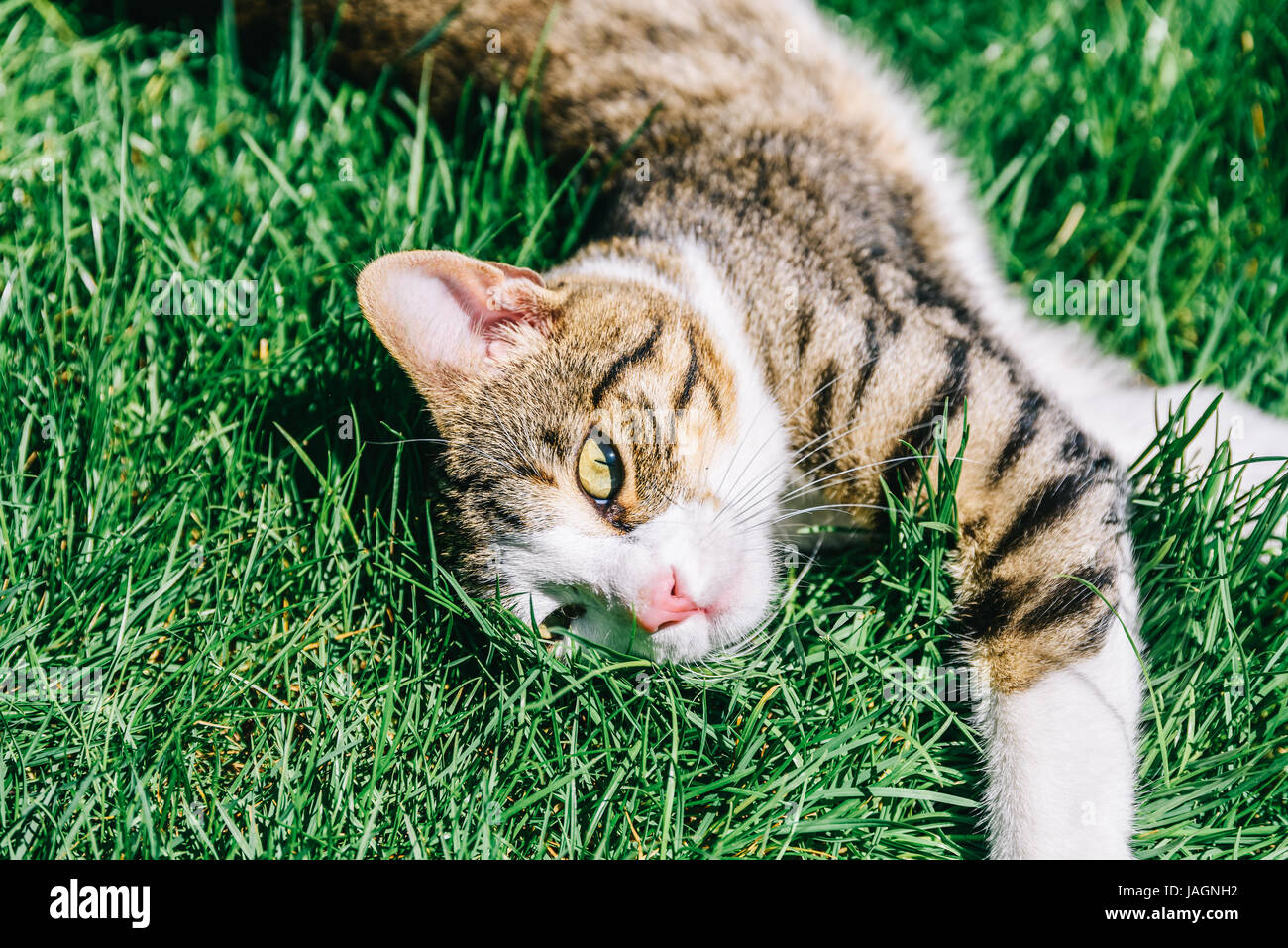 Portrait Of Cute Domestic Tabby Cat Playing In Grass Stock Photo - Alamy