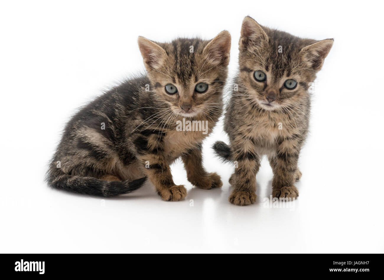 pair of abandon kittens dirty and hungry. These kittens are from one of the many stray cats that are in Europe, isolated on a white background, footno Stock Photo