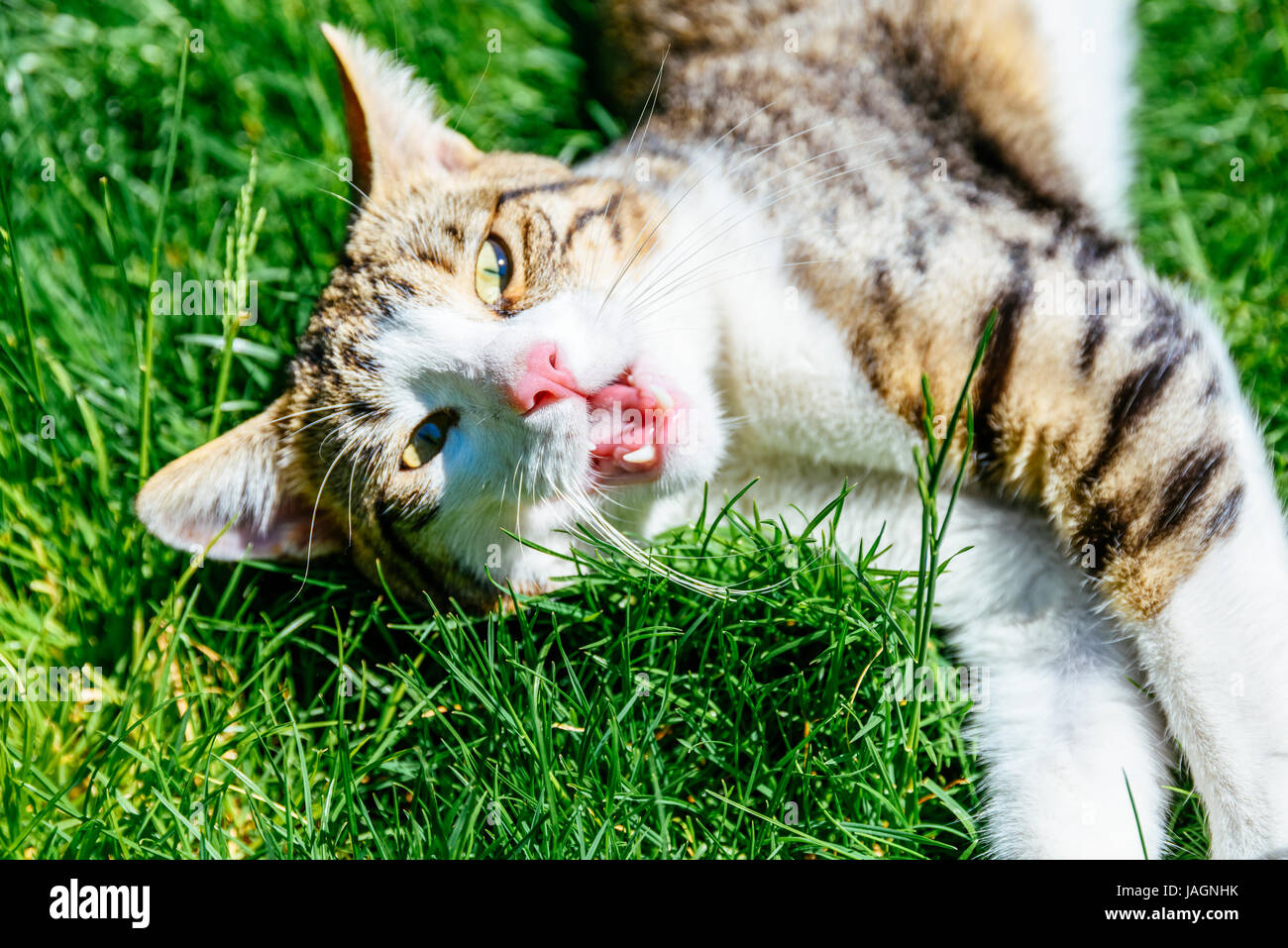 Portrait Of Cute Domestic Tabby Cat Playing In Grass Stock Photo - Alamy