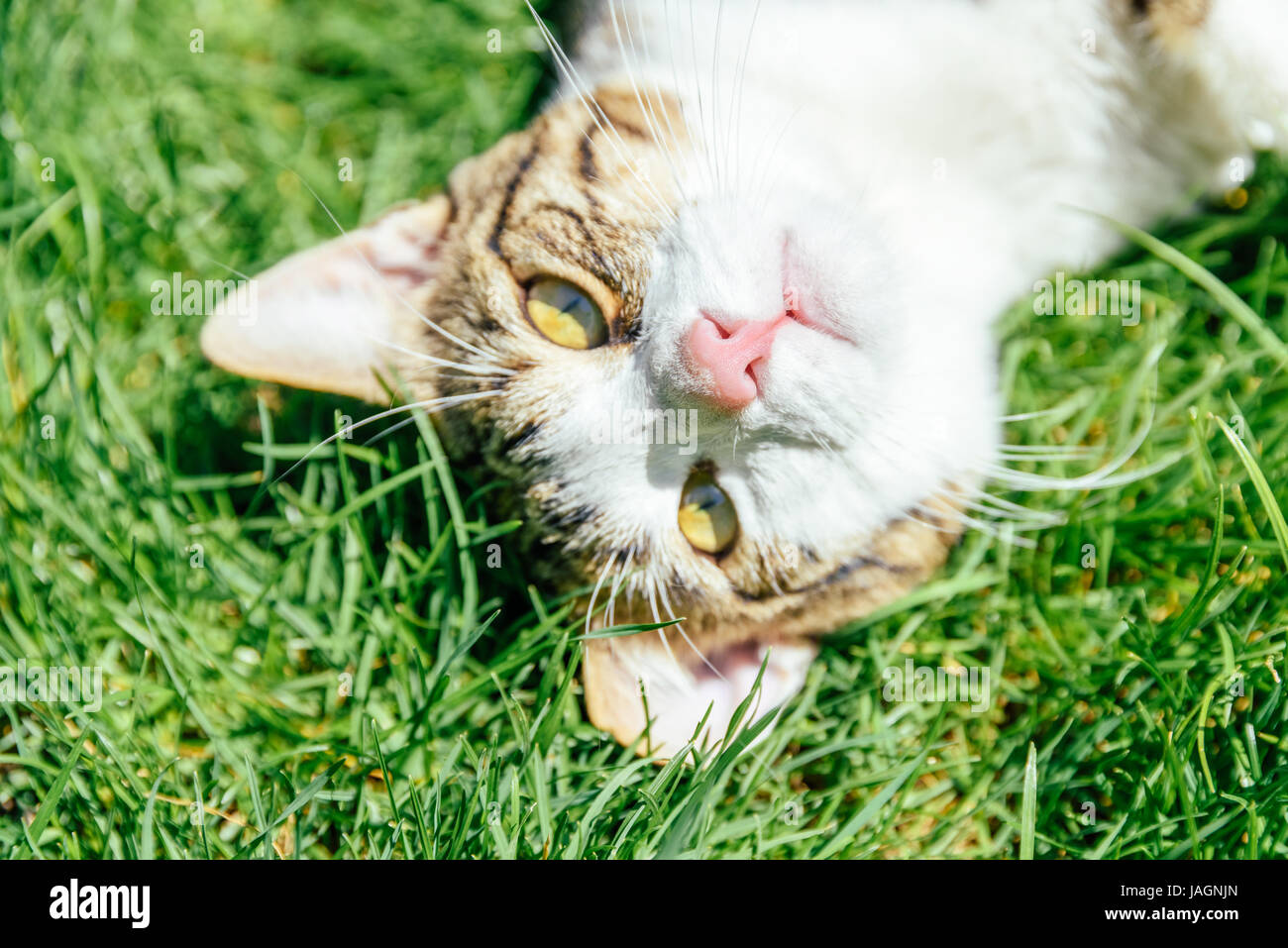 Portrait Of Cute Domestic Tabby Cat Playing In Grass Stock Photo - Alamy