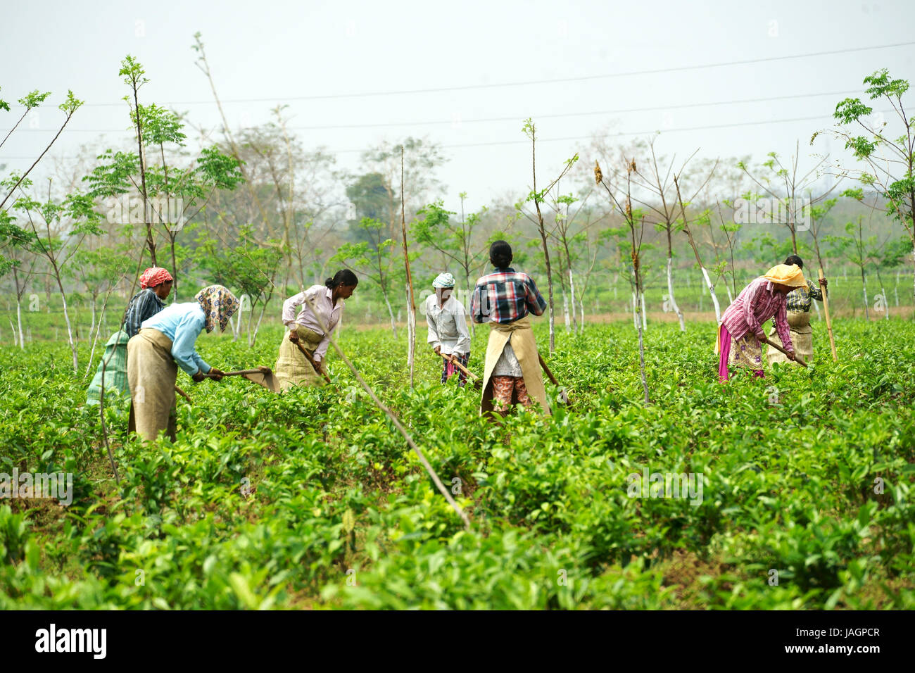 Woman working in tea plantation west of Phuentsholing, West Bengal