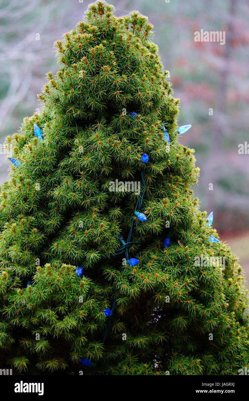 This is a tree covered in christmas lights Stock Photo