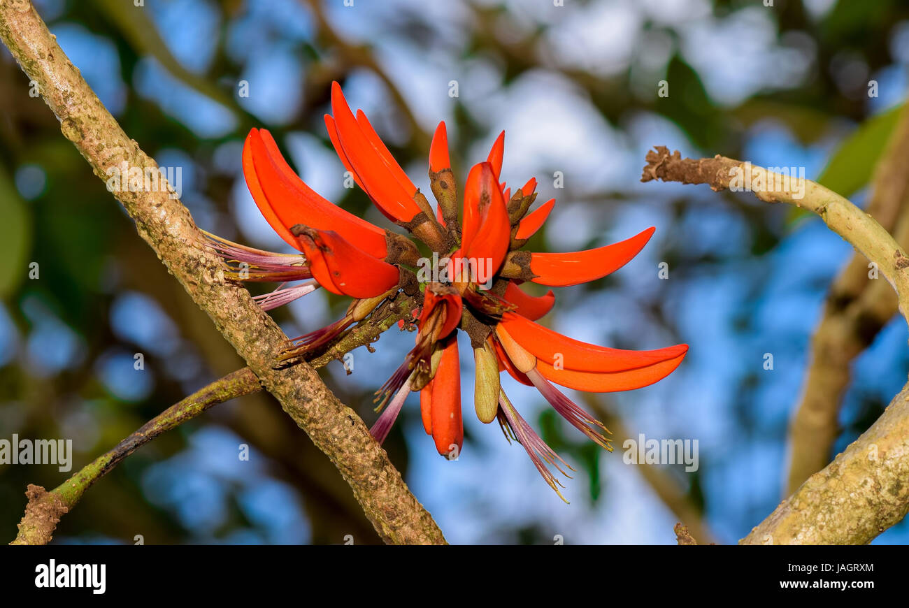 Closeup of a vibrant red Erythrina Variegata flower stands tall in its colorful surrounding next to the Kodaikanal lake. Stock Photo