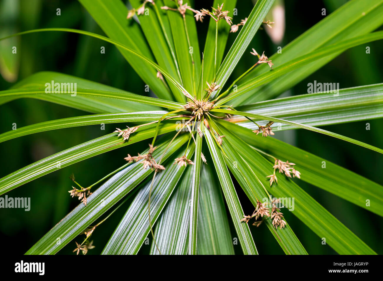 Closeup of a beautiful Cyperus papyrus plant head. Cyperus papyrus is a species of aquatic flowering plant belonging to the sedge family Cyperaceae. Stock Photo