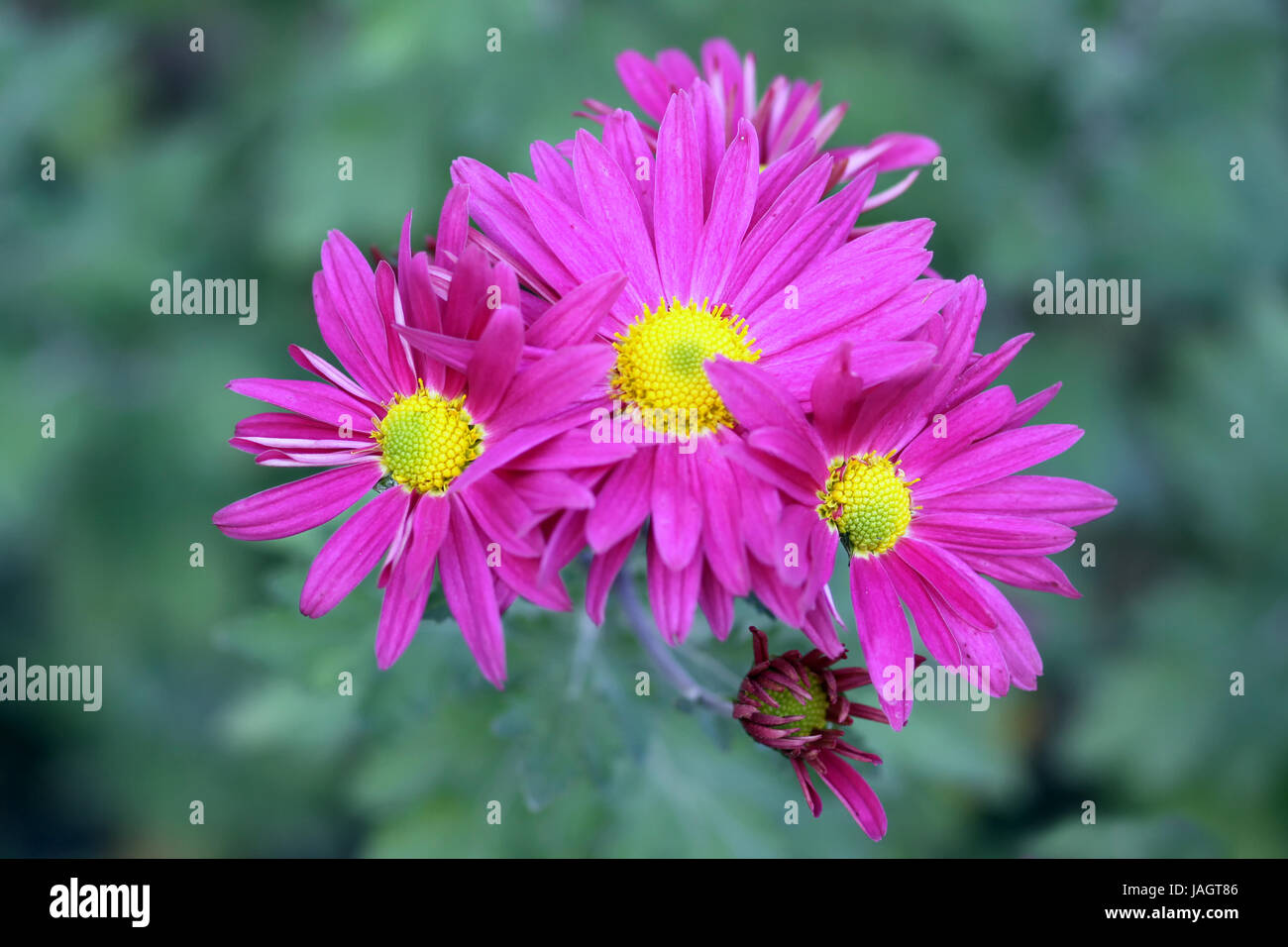 Chrysanthemum indicum hybride hi-res stock photography and images - Alamy