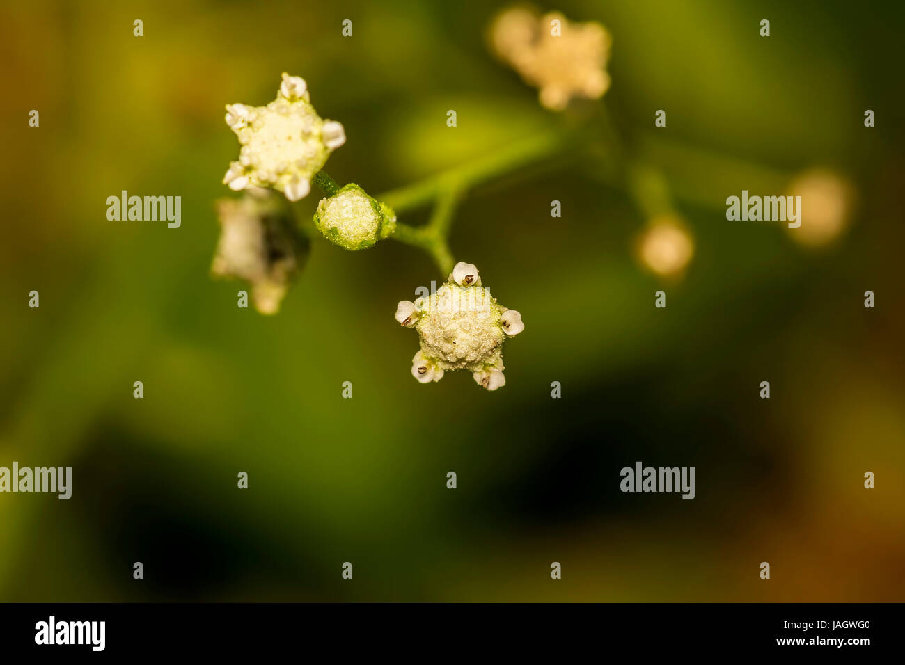 Beautiful closeup of a tiny star shaped unknown flower in a garden of Masinagudi, South India Stock Photo