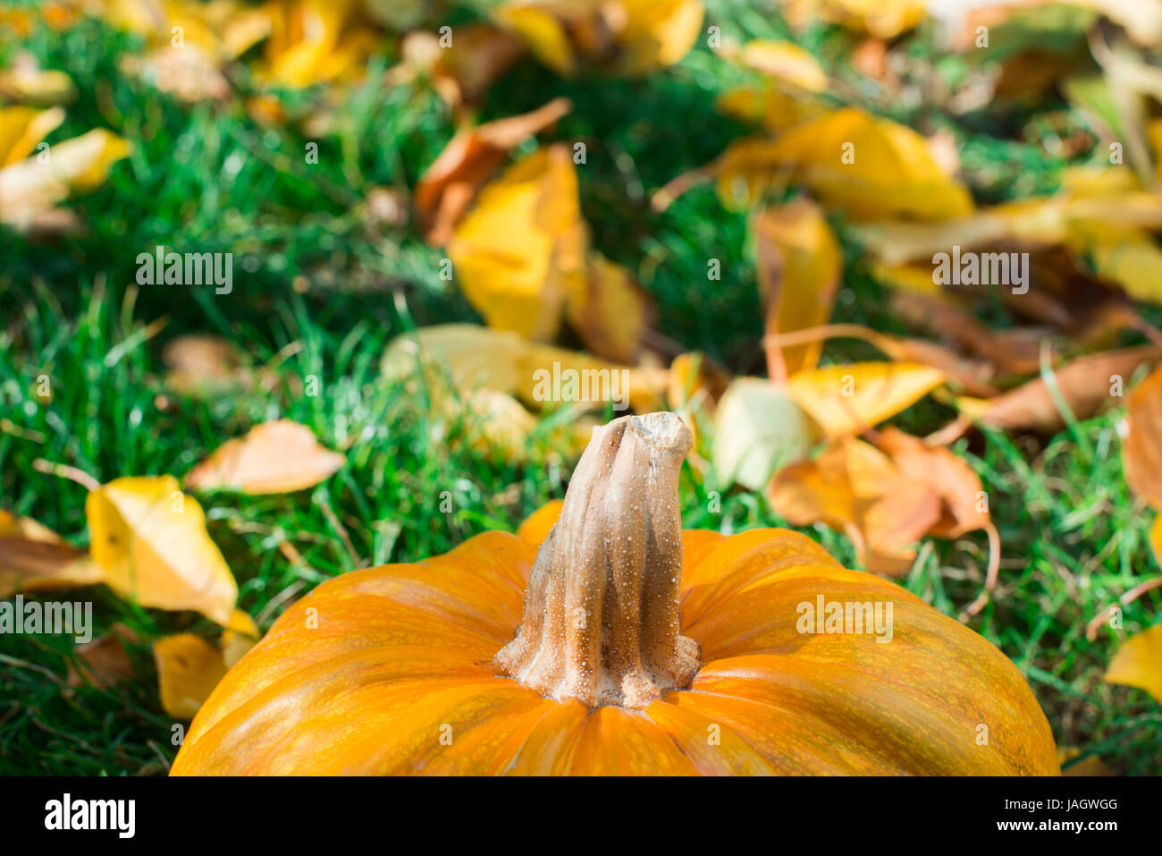 Halloween Pumpkin on grass and autumn leaves Stock Photo - Alamy