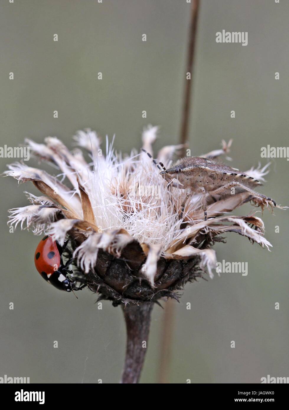 ladybug and beerenwanze on seeds prior greater knapweed Stock Photo