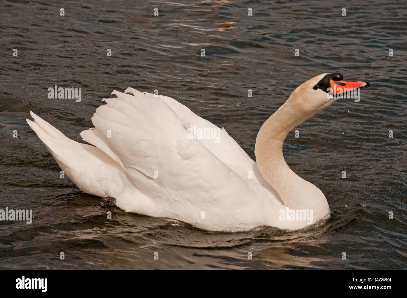Aggression from a Mute Swan Stock Photo