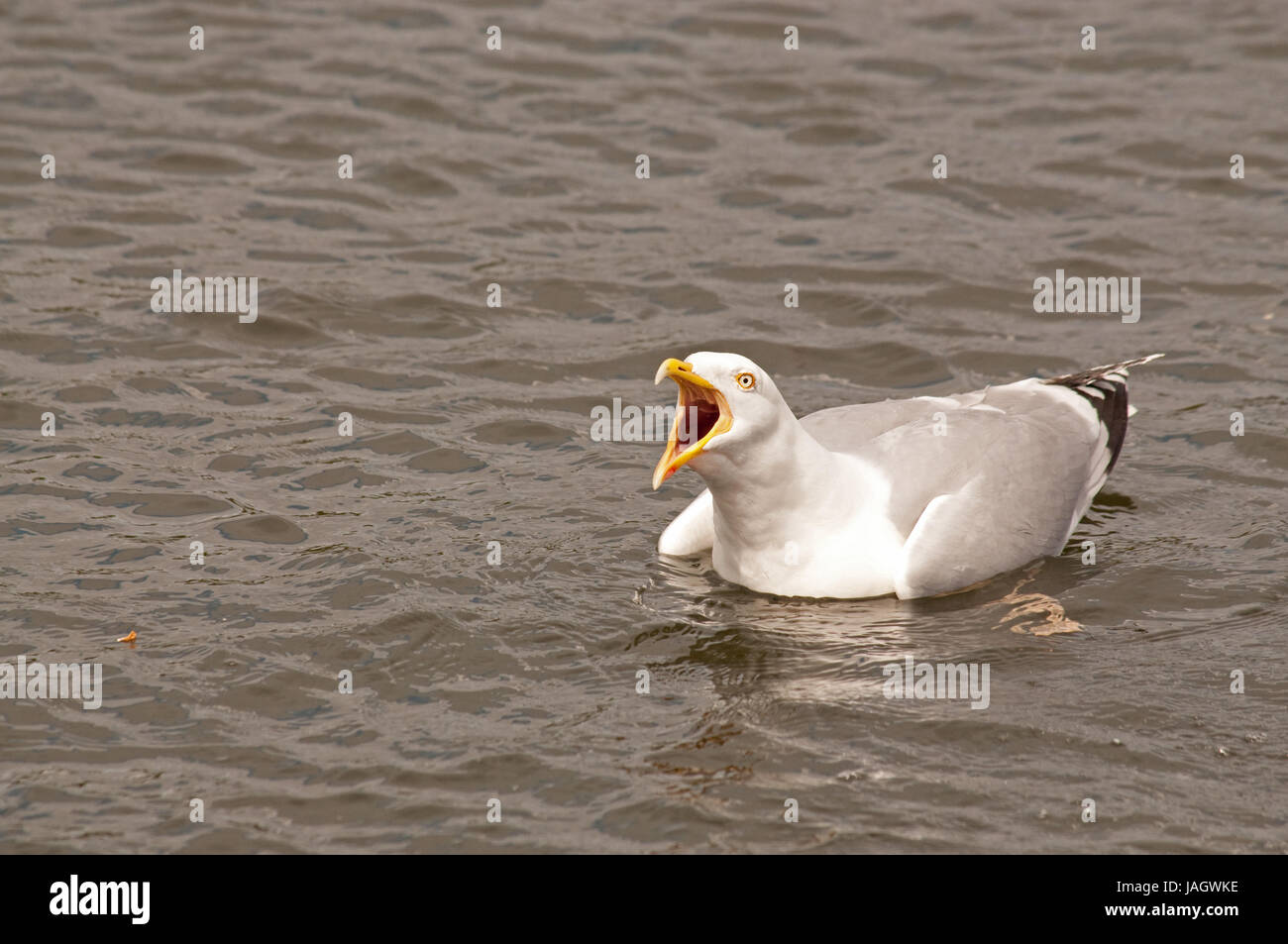 Herring Gull calling on Linlithgow Loch Stock Photo