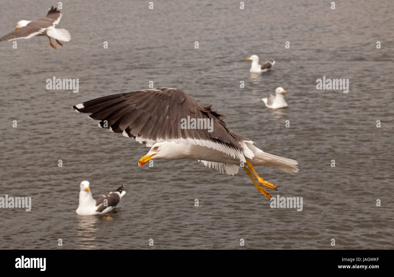 Herring Gull in flight over Linlithgow Loch Stock Photo