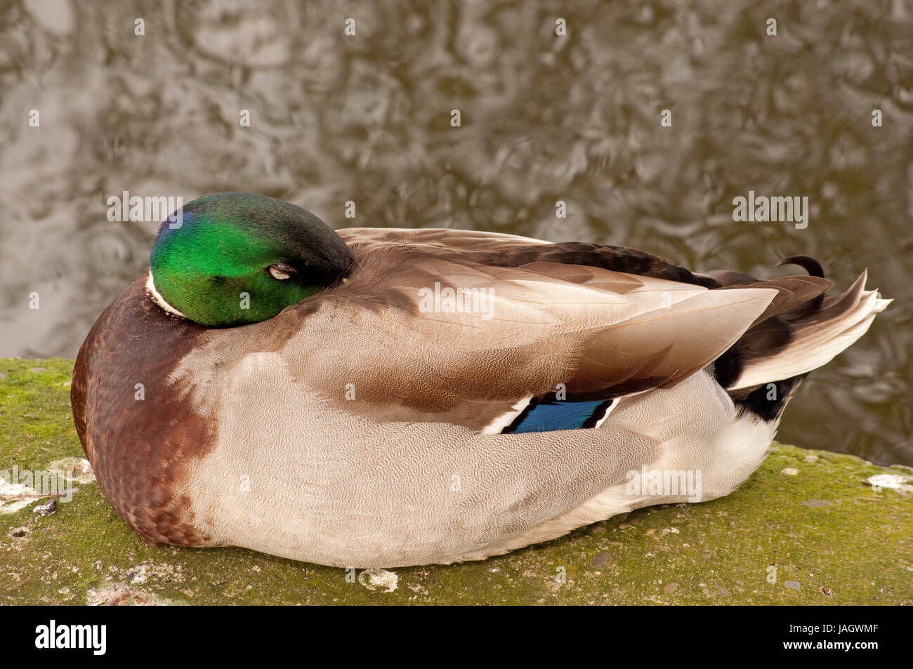Male Mallard Duck asleep at the side of Linlithgow Loch Stock Photo