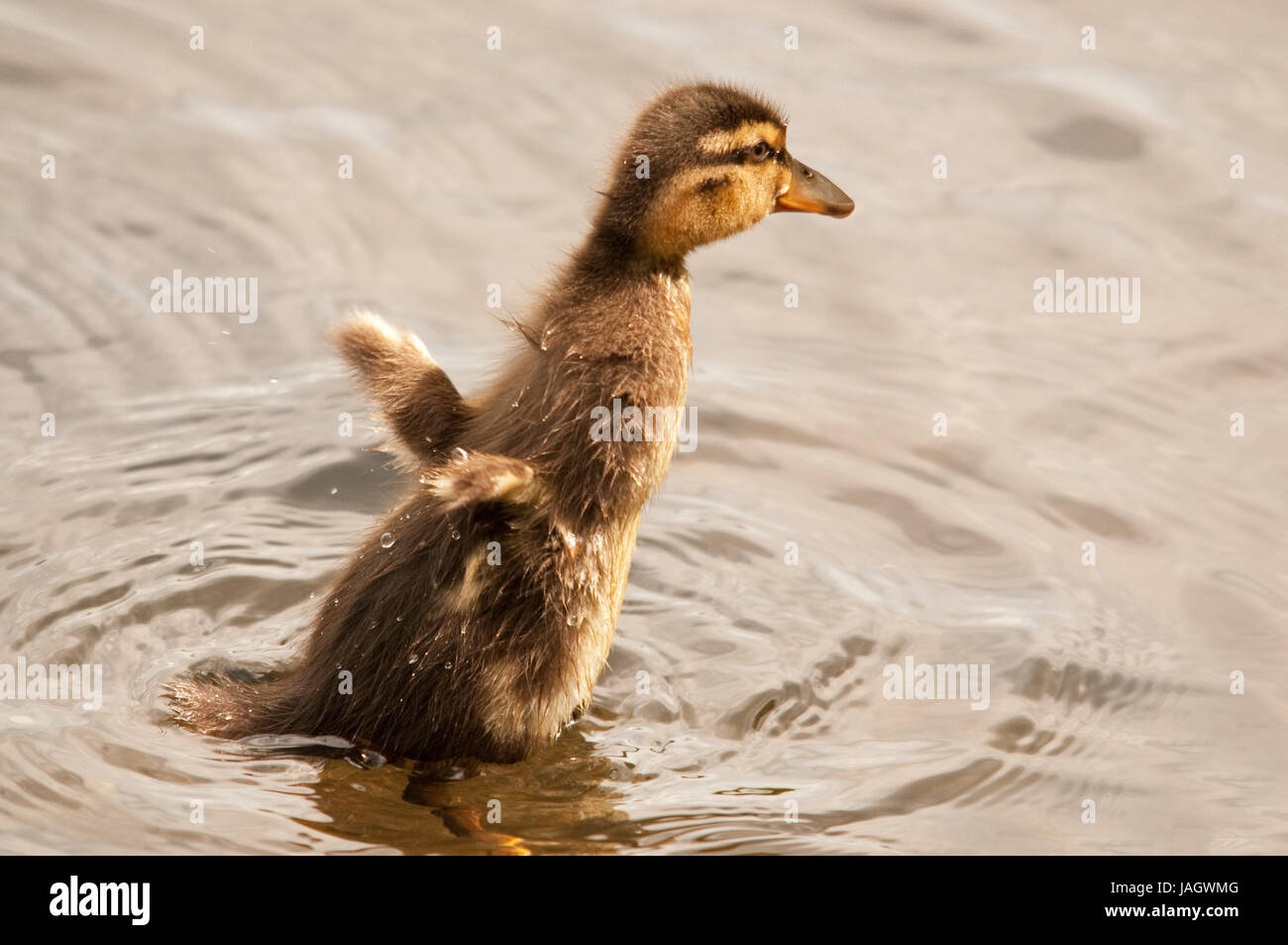 Mallard Ducking stretching on Linlithgow Loch Stock Photo