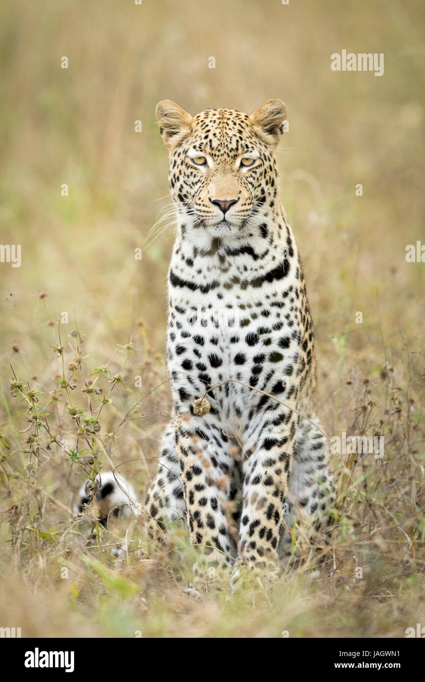 Young male African Leopard sitting in the grass, Okavango Delta, Botswana Stock Photo