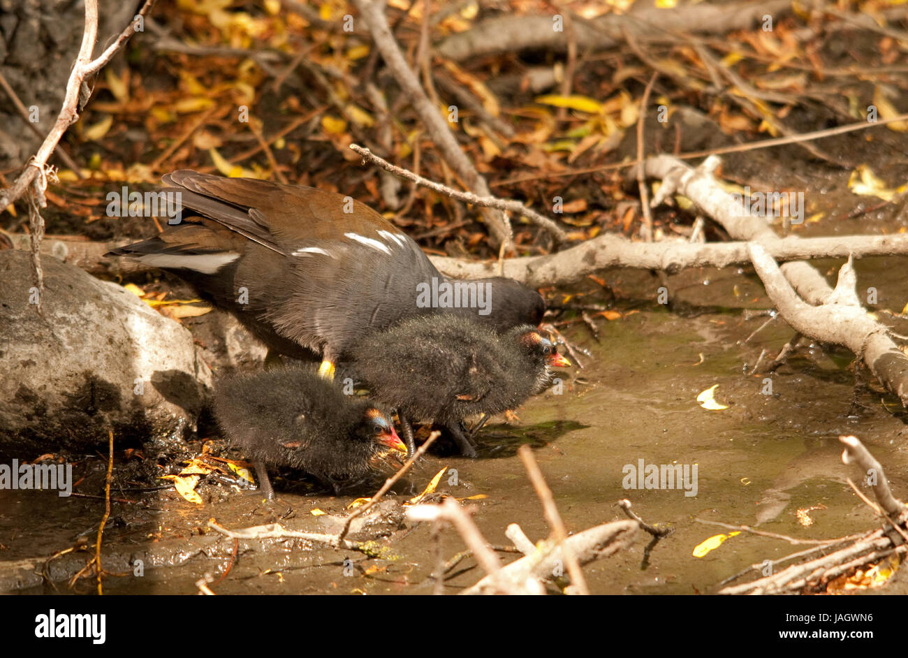 Moorhen chicks with adult on Linlithgow Loch Stock Photo