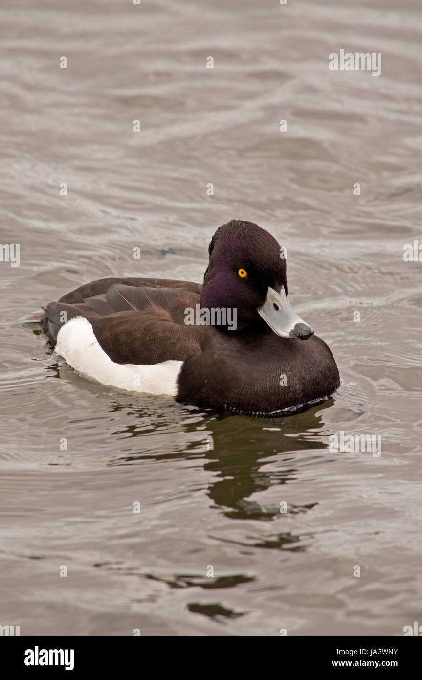 Male Tufted Duck on Linlithgow Loch Stock Photo