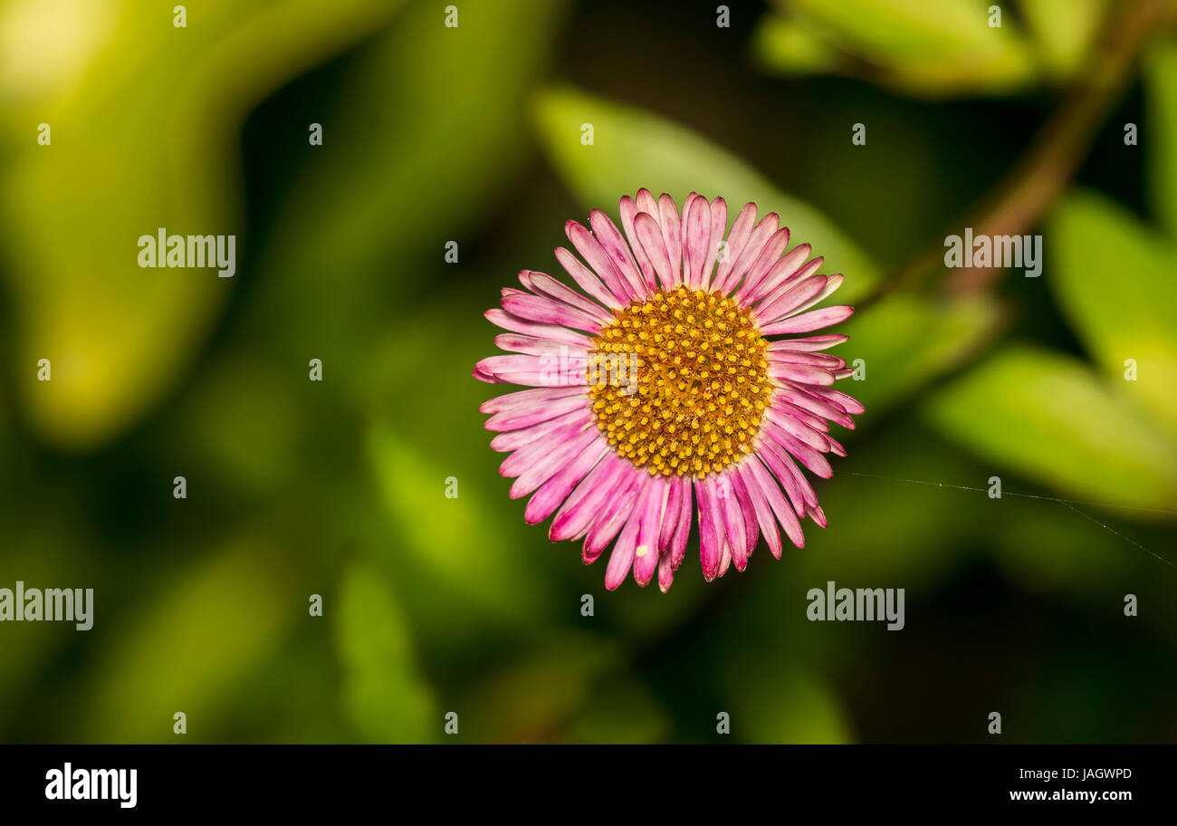 Closeup of a beautiful pink Daisy flower stands tall in its colorful surrounding Stock Photo