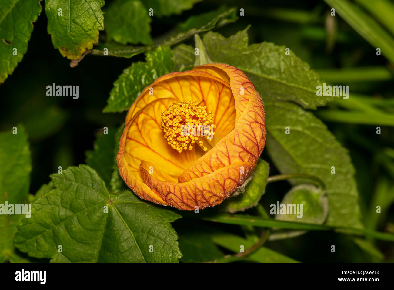 Closeup of a beautiful Abutilon Pictum (Redvein Abutilon) flower in a garden. It is cultivated as a popular ornamental plant, for use in gardens in su Stock Photo