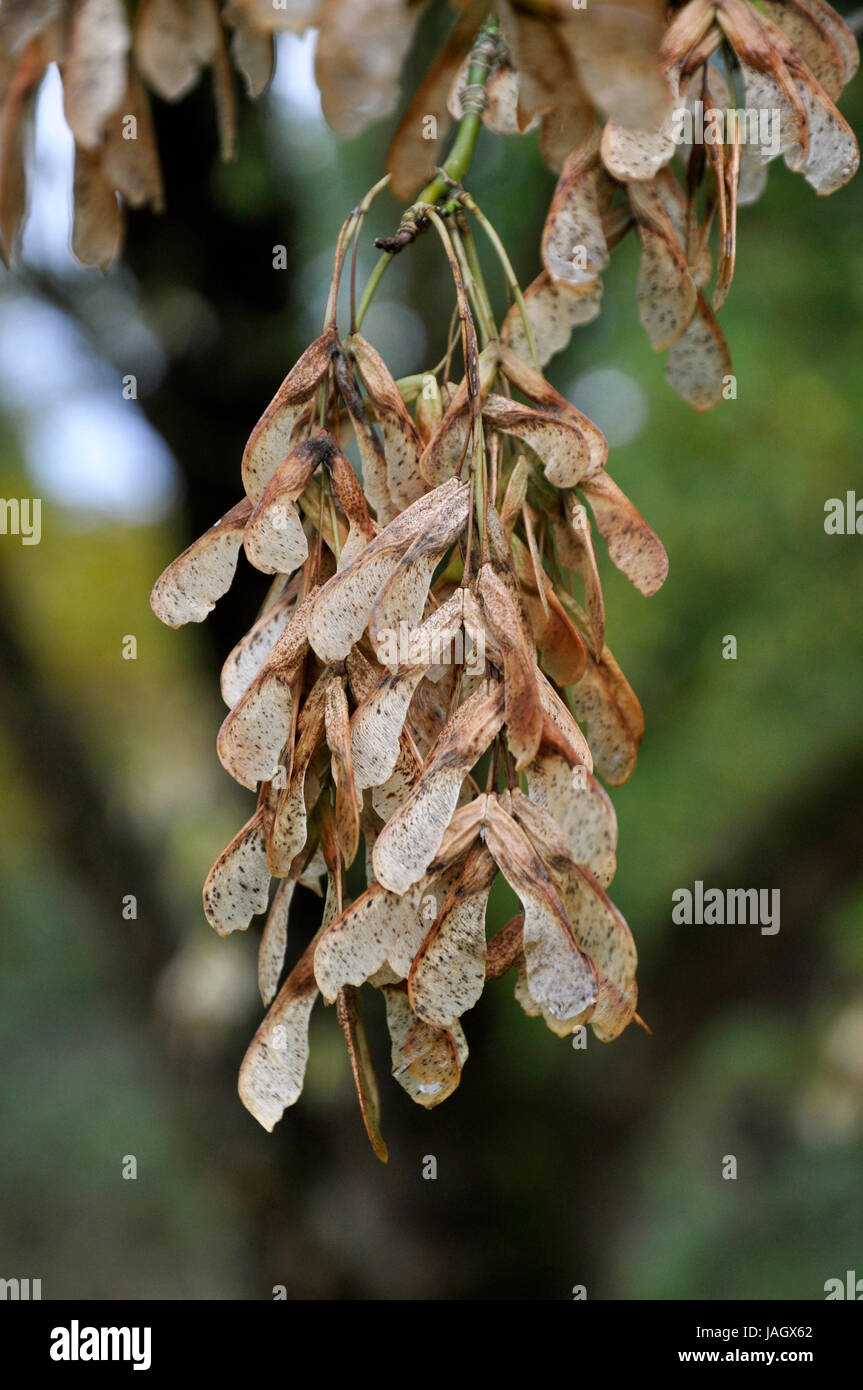 sycamore maple tree seeds Stock Photo Alamy