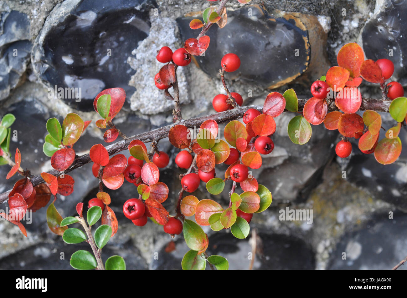 bearberry berries Stock Photo