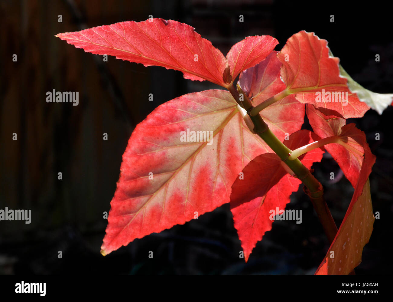 Begonia plant Stock Photo
