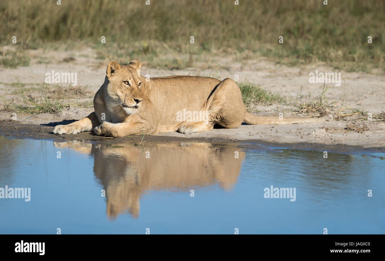 Female African Lion lying next to water with reflection, Savuti area of Chobe National Park in Botswana Stock Photo