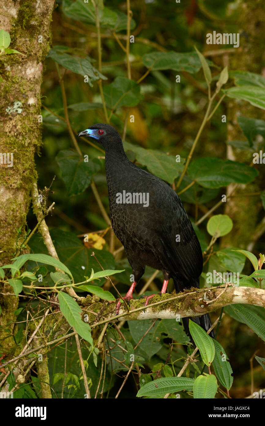 Black Guan (Chamaepetes unicolor) adult standing on tree branch, Turrialba, Costa Rica, March Stock Photo