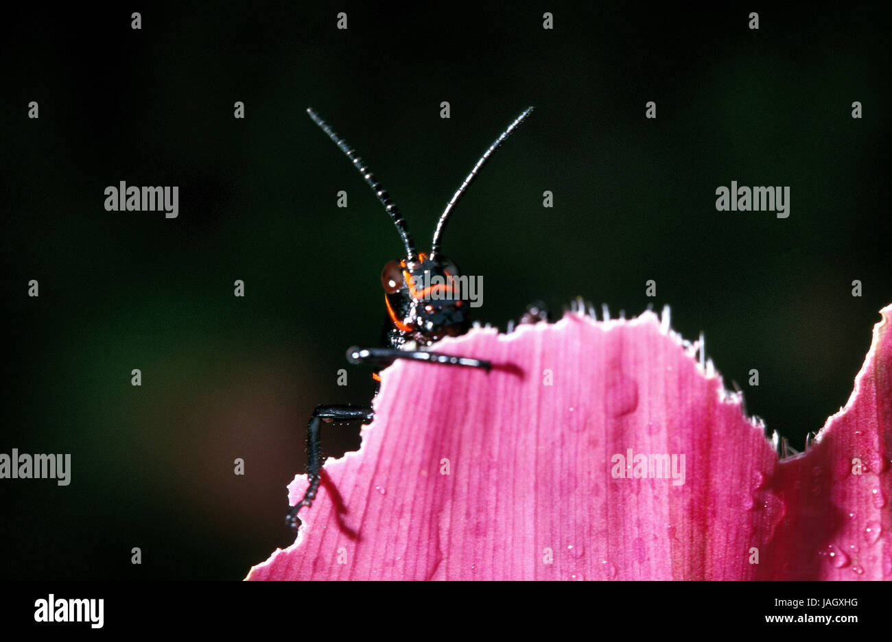 Rica Stock Photo Alamy