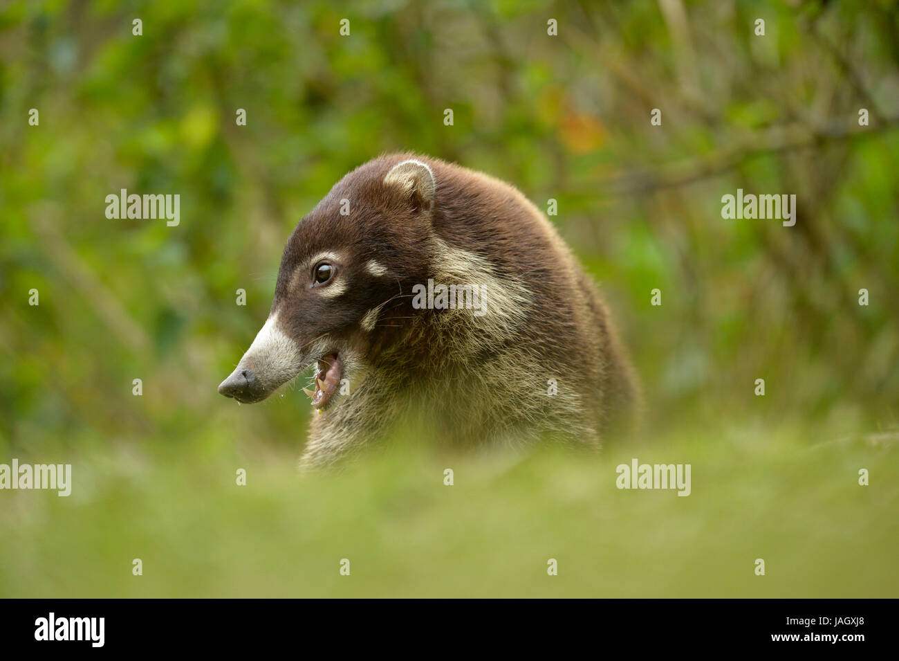 White-nosed Coatimundi (Nasua narica) portrait with mouth open showing teeth, Costa Rica, March Stock Photo