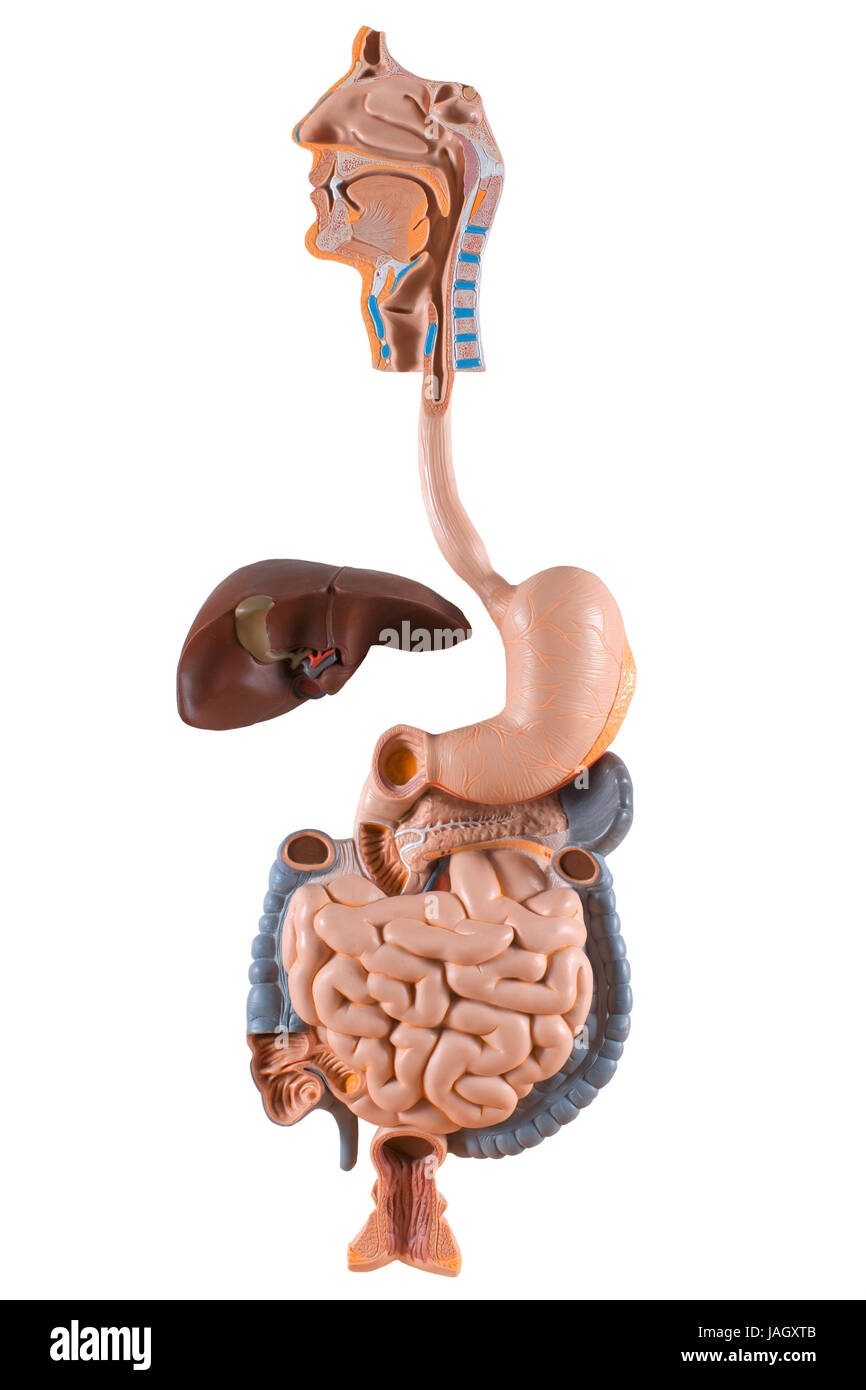 Anatomical model of the digestive tract,liver, Stock Photo