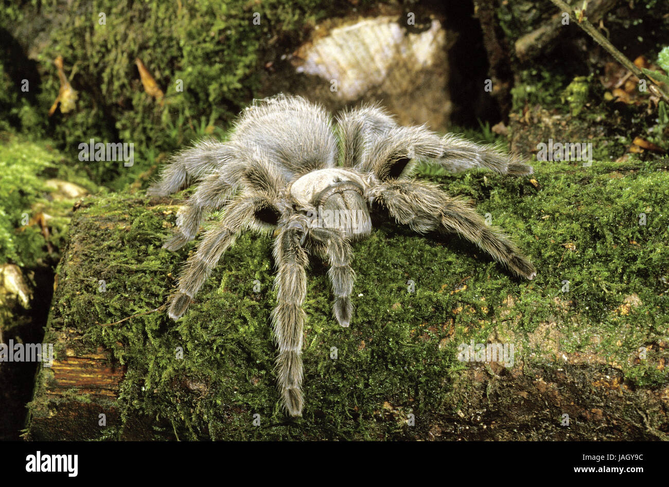 Spider,Theraphosa spec.,South Africa, Stock Photo