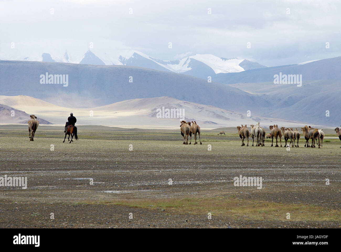 Mongolia,extreme west province,Bayan Olgii province,Tsambagarav national park,camels,bleeds, Stock Photo