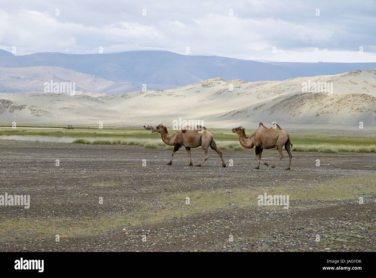 Mongolia,extreme west province,Bayan Olgii province,Tsambagarav national park,camels, Stock Photo