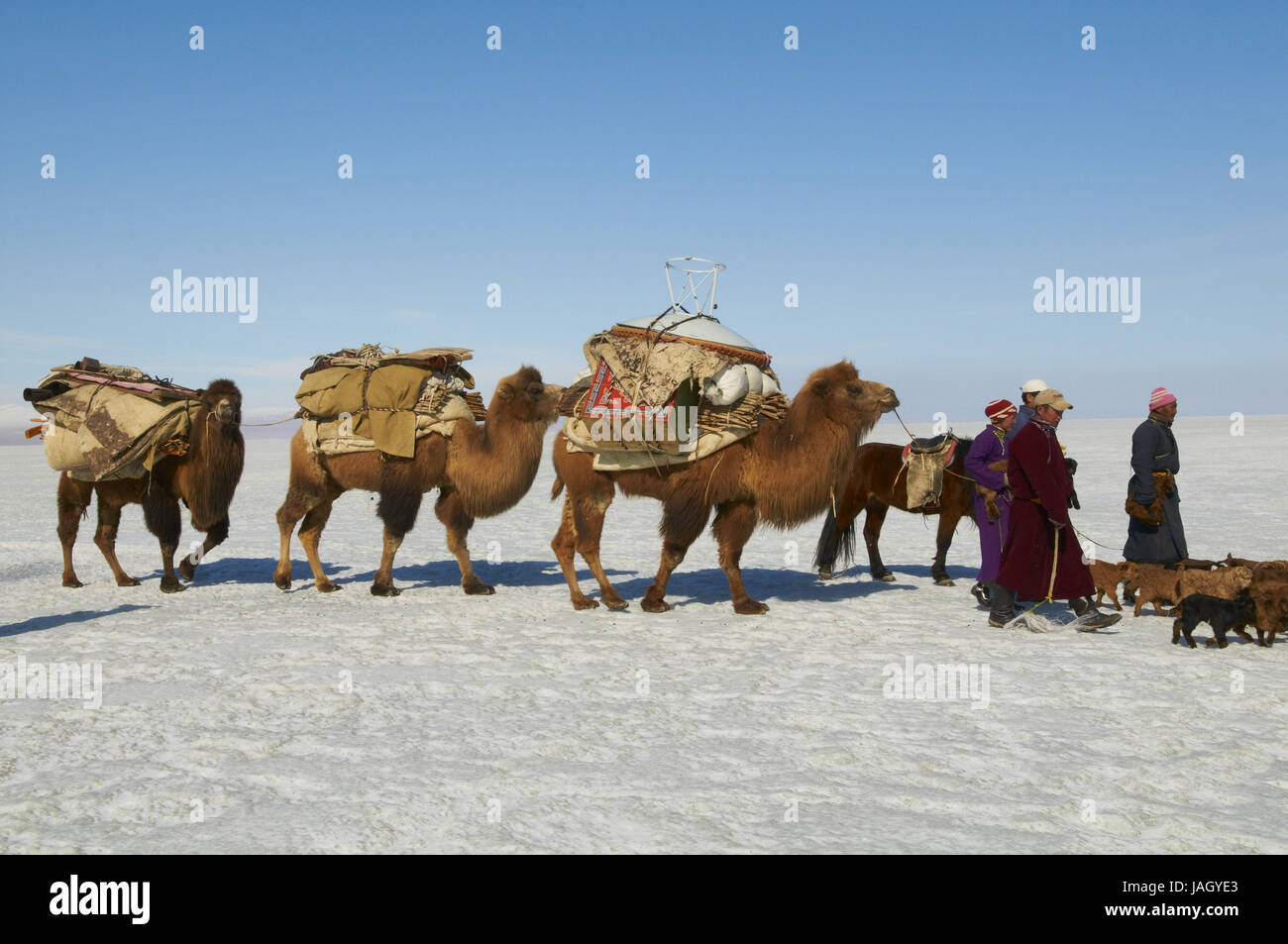 Herd of camels in the mongolian steppe hi-res stock photography and ...