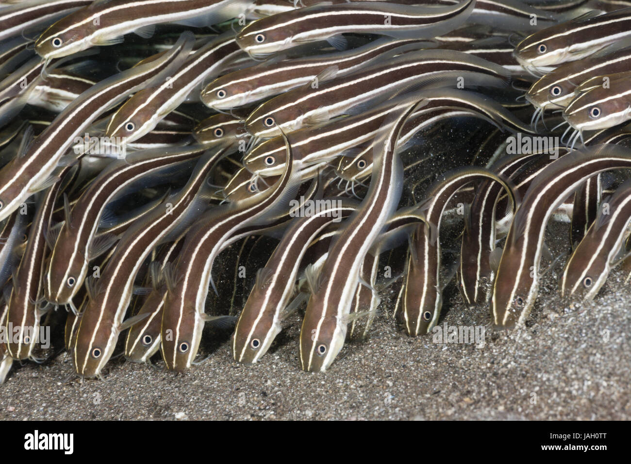 Film-coral european catfishes,Plotosus lineatus,Amed,Bali,Indonesia, Stock Photo