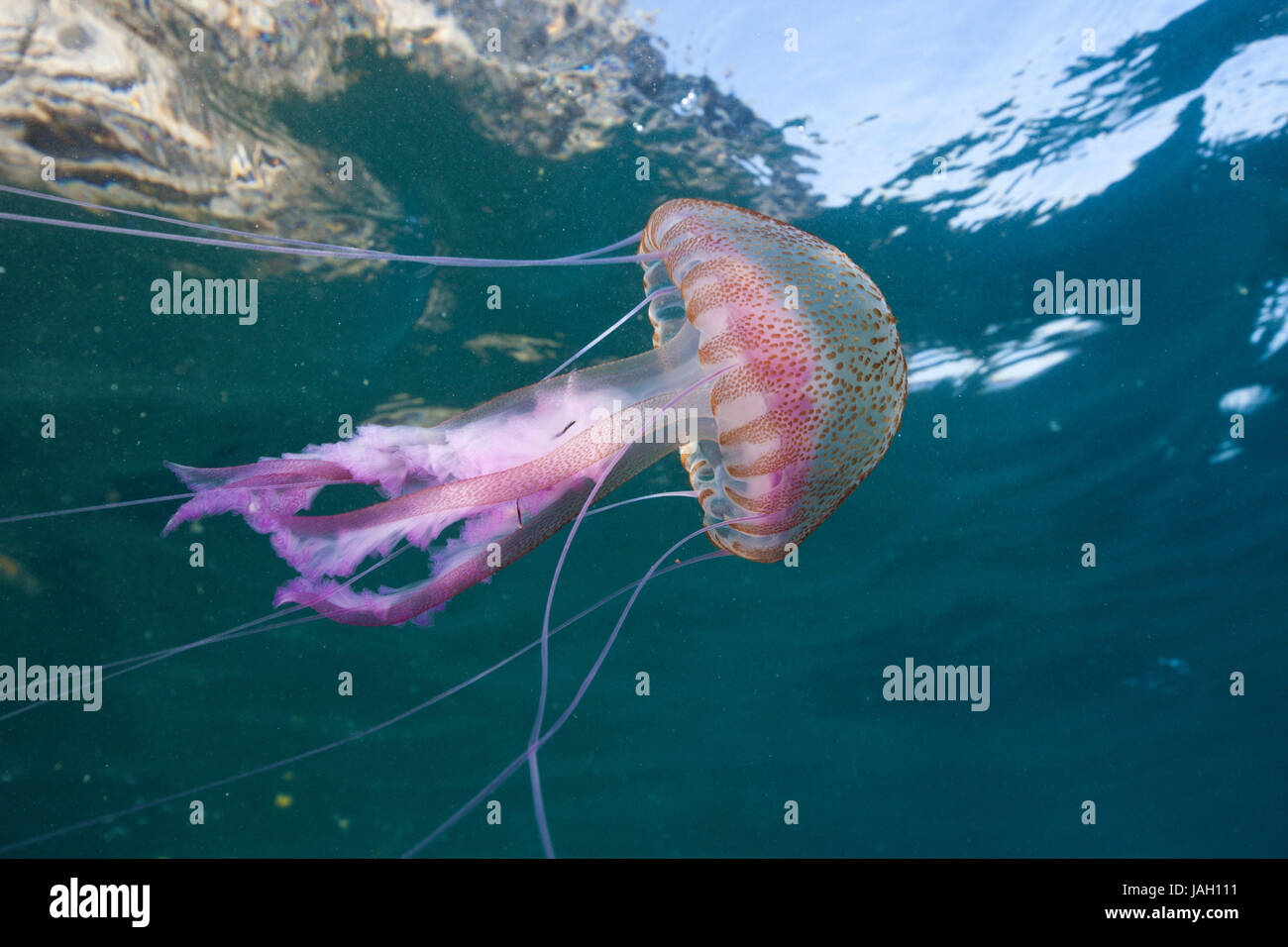 Luminous jellyfish,Pelagia noctiluca,Cap de Creus,Costa Brava,Spain, Stock Photo