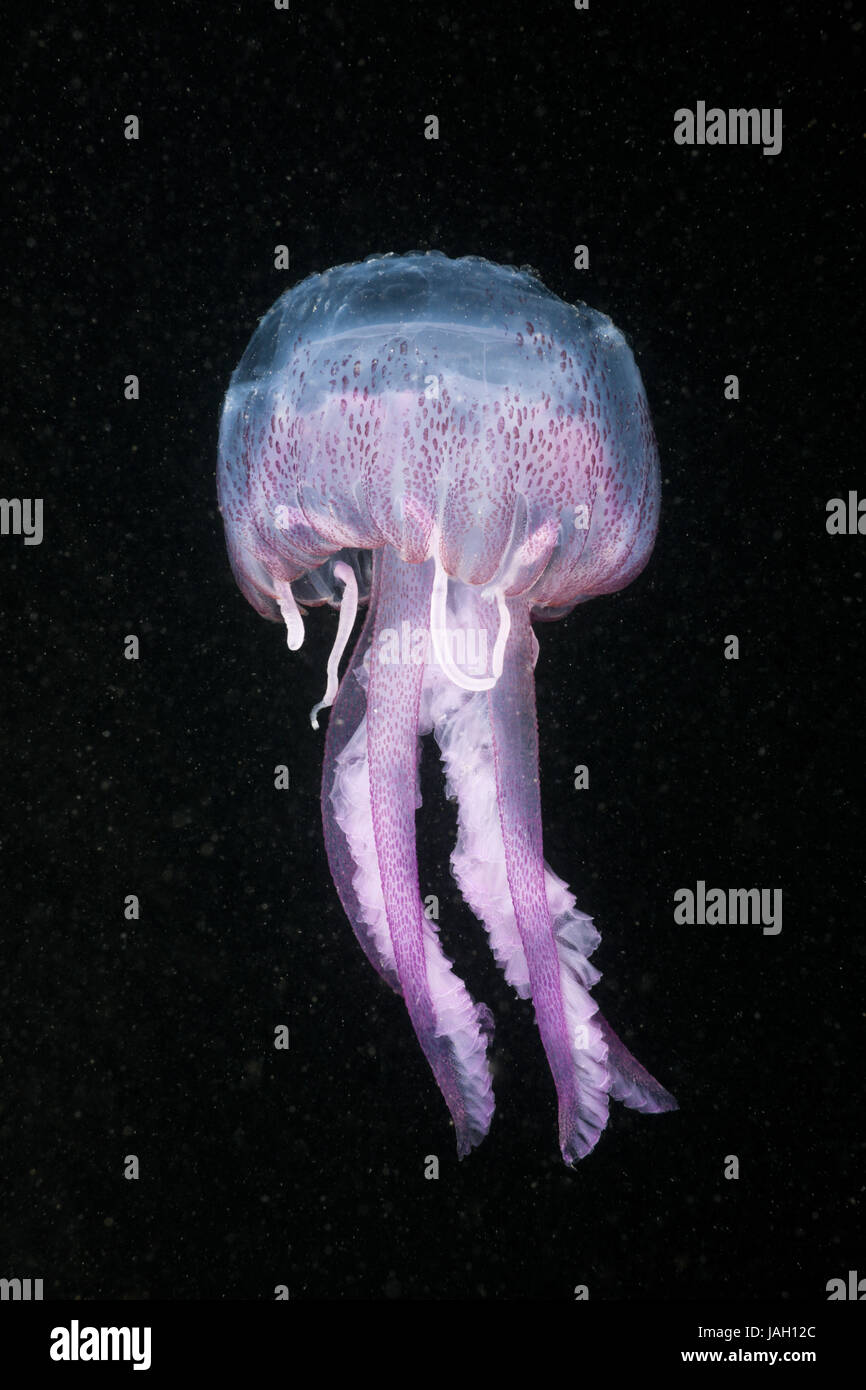 Luminous jellyfish,Pelagia noctiluca,Cap de Creus,Costa Brava,Spain, Stock Photo