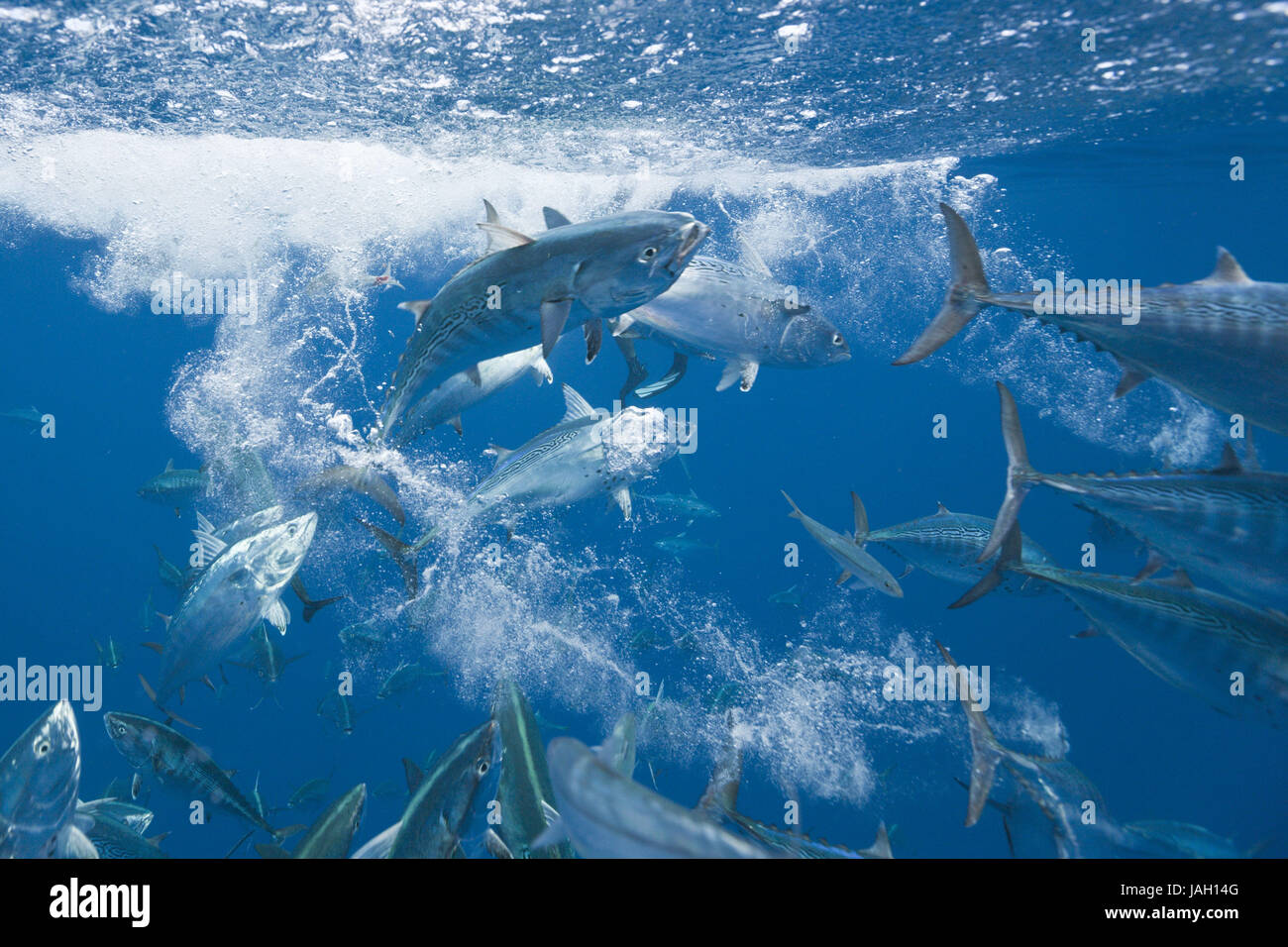 Atlantic bonitoes hunt sardines,Sarda sarda,Sardina pilchardus,Isla Mujeres,peninsula Yucatan,the Caribbean,Mexico, Stock Photo