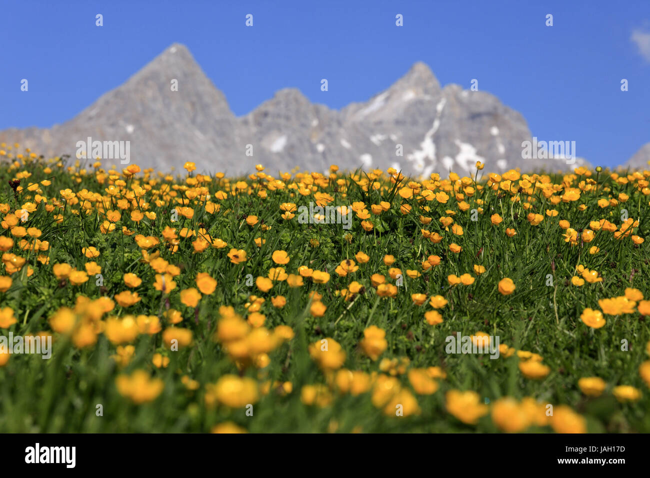 Austria,Tyrol,Karwendelgebirge,creeping crowfoot,Ranunculus repens,cold water cirque point,Birkkarspitze, Stock Photo