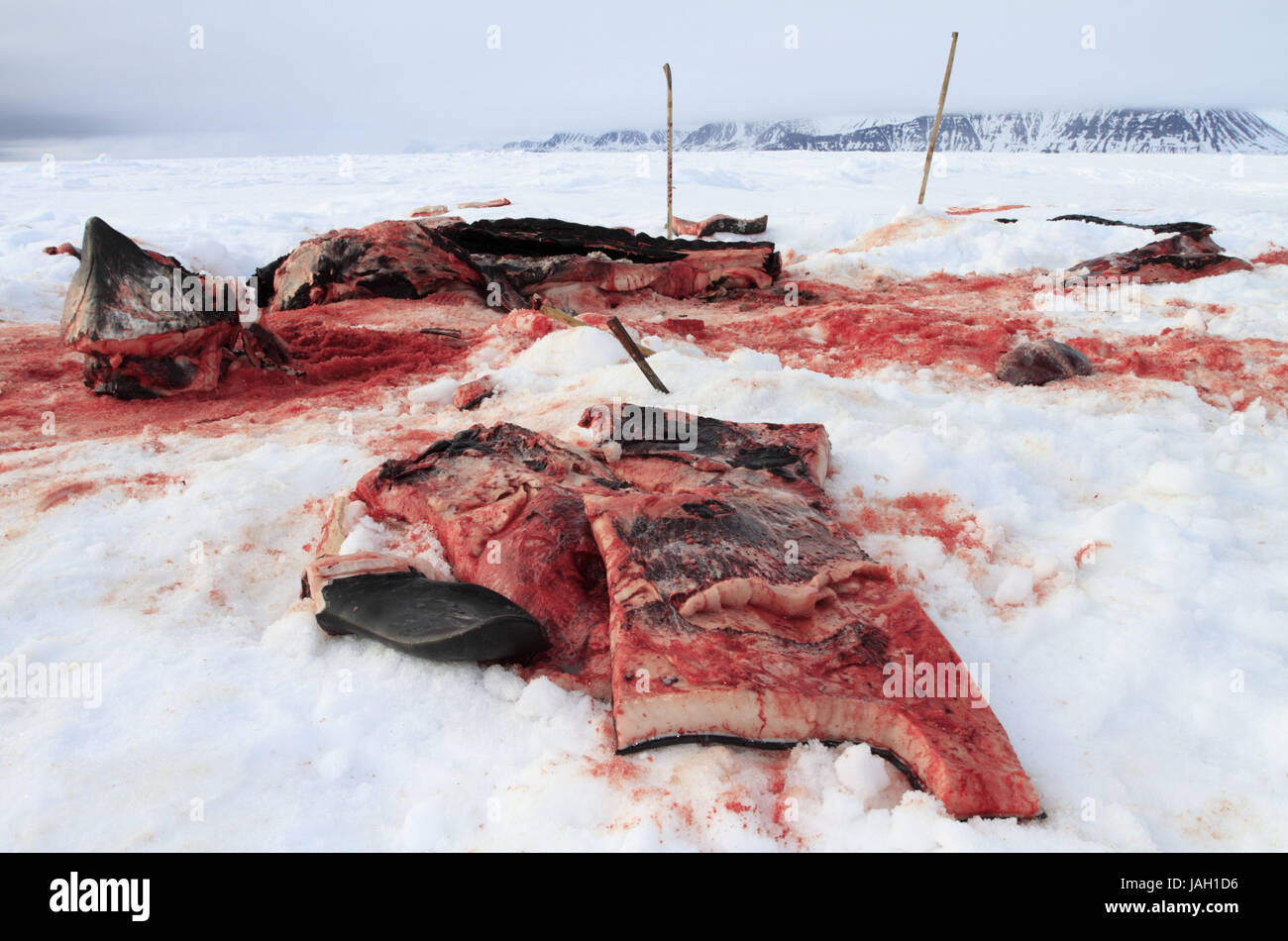 North America,Canada,Nordkanada,Nunavut,Baffin Iceland,Eclipse sound,Pond Inlet,Inuit,whale hunt,shot narwhal, Stock Photo