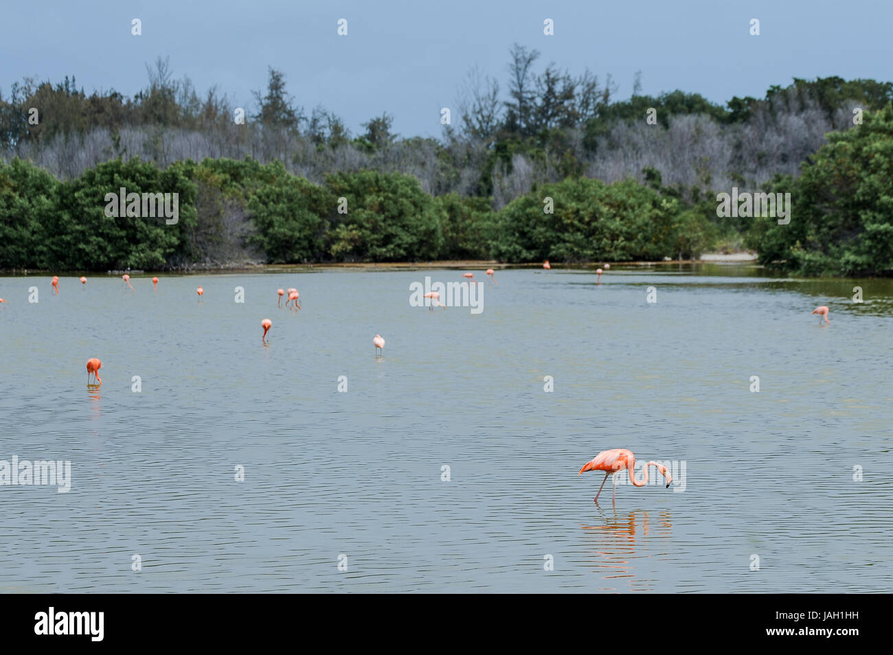 Flamingos in Cayo Guillermo, Cuba Stock Photo