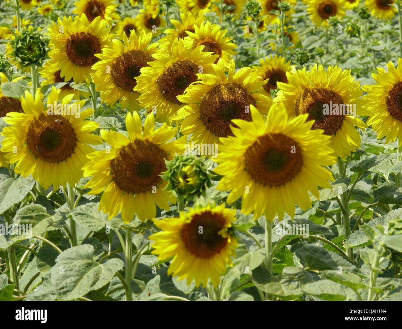 Sunflower field, Stock Photo