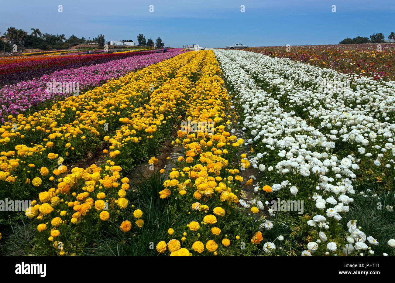 Flower field carlsbad hires stock photography and images Alamy