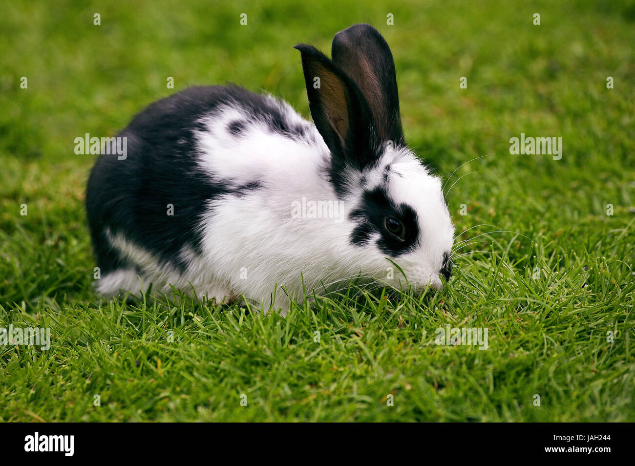 French rabbit,Geant Papillon franc A sharp,meadow,stand Stock Photo - Alamy