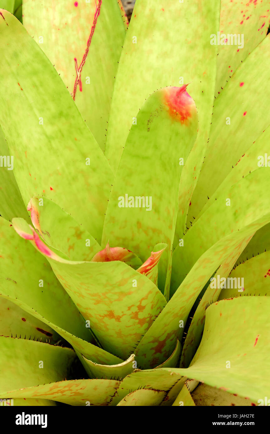 Closeup of green tropical bromeliad with reddish tips of its leaves Stock Photo