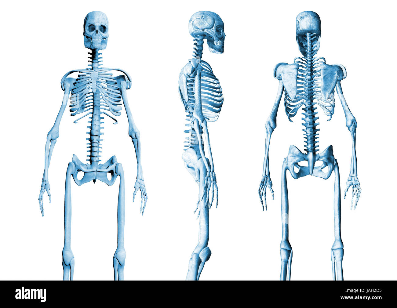 Skeletons,different views, Stock Photo