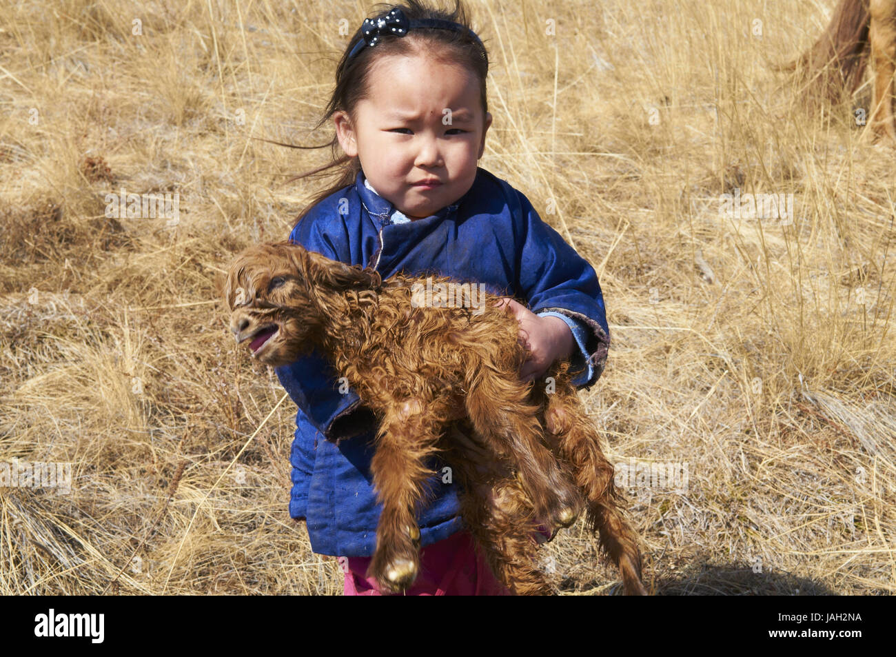 Mongolia,province de Khovd,nomads,child with young goat Stock Photo - Alamy